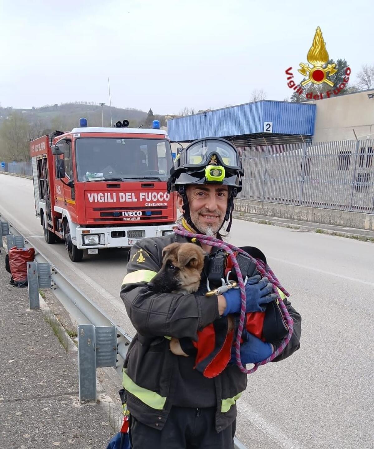 Cane bloccato in un canale salvato dai Vigili del fuoco - 