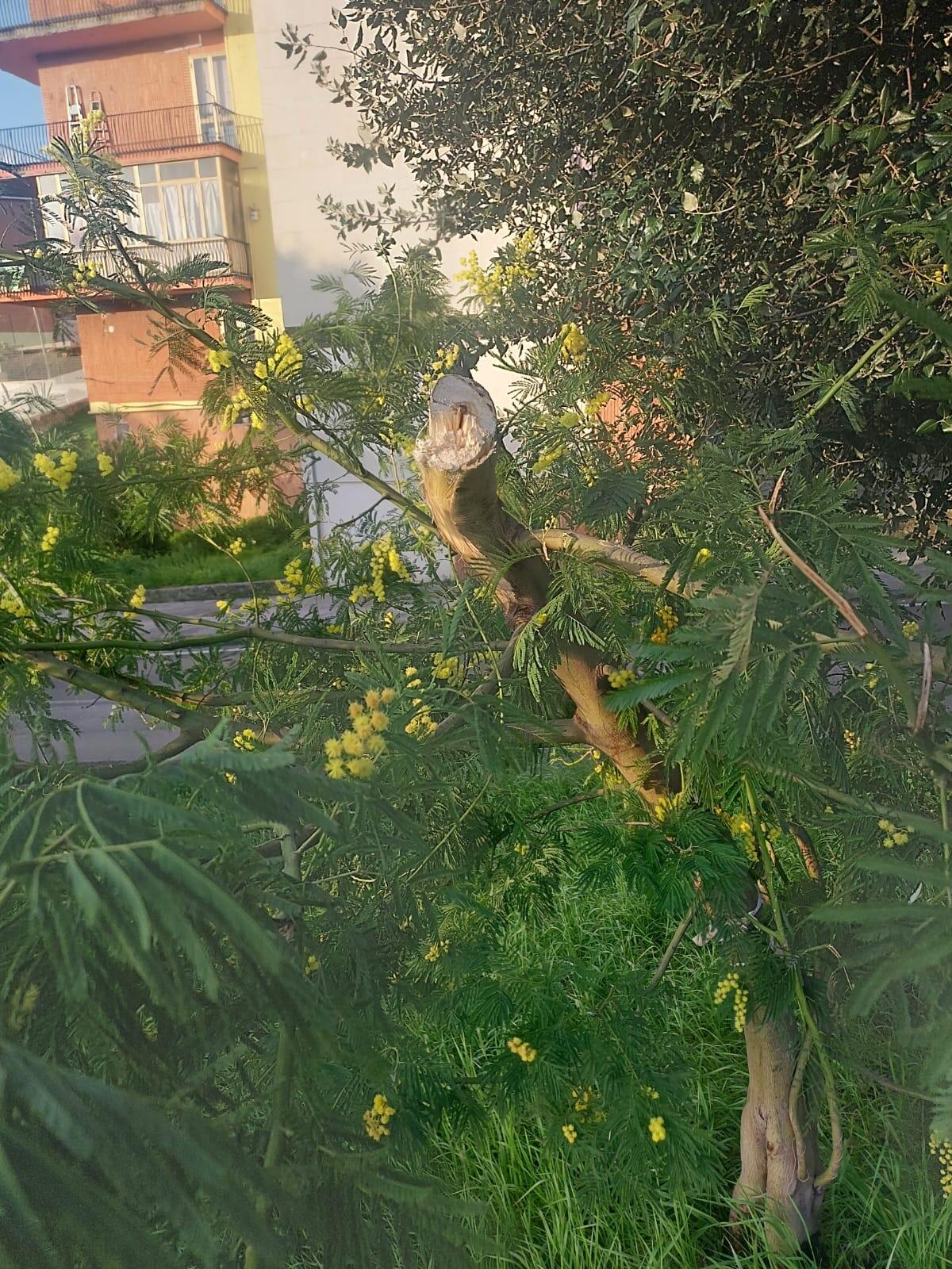 Tagliano grossi rami di mimose in un parco pubblico, denunciate tre persone - 