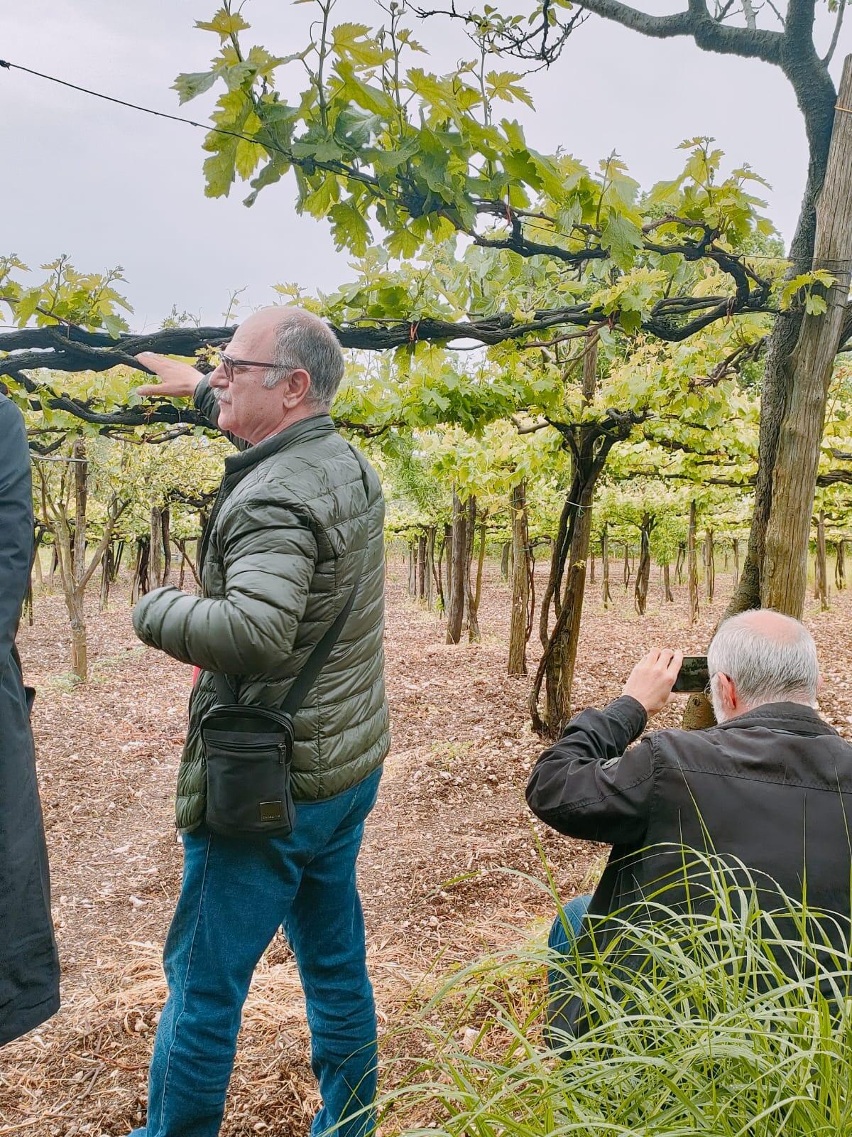 Solopaca, primo comune della Campania a riconoscere pratiche agricole identitarie e biodiversità viticola autoctona - 