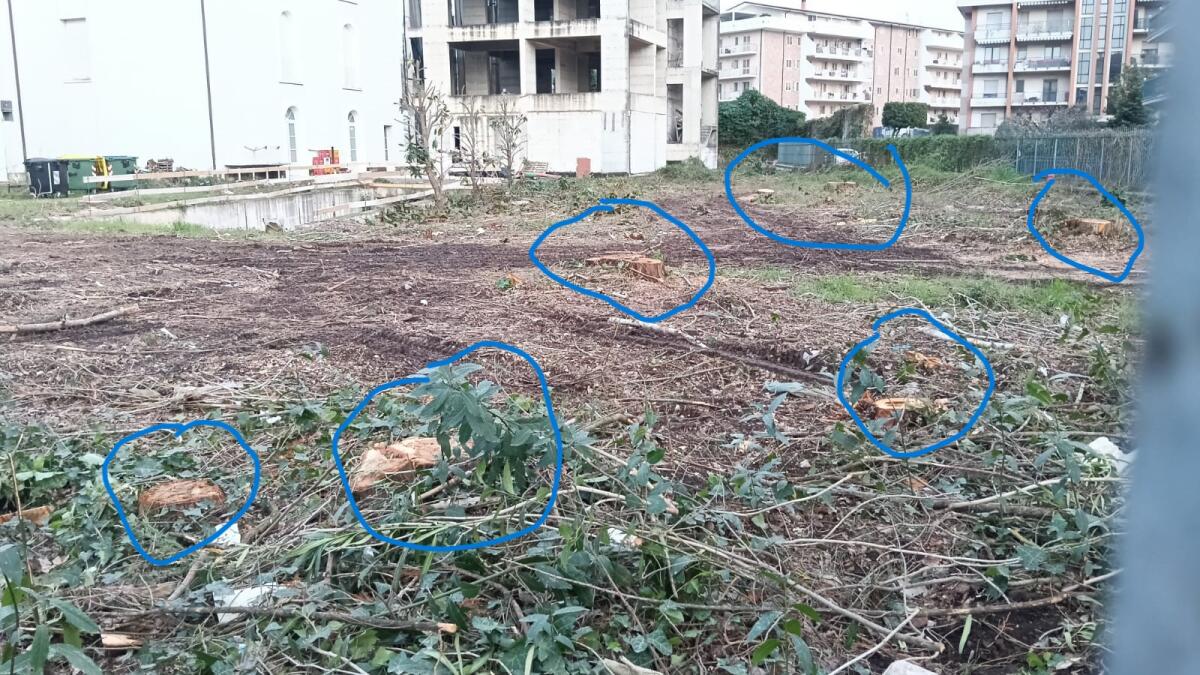 Abbattimento alberi all’ex Hotel Il Molino: la risposta del Conservatorio non chiarisce i dubbi, anzi li aumenta - 