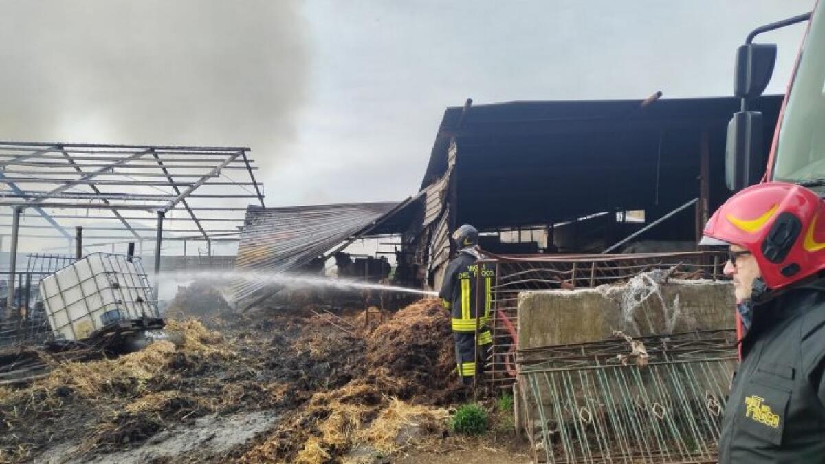 Rogo in un'azienda agricola di Airola, pesante il bilancio - 
