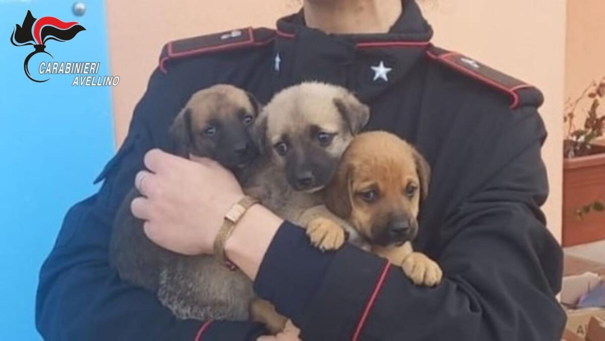 Carabinieri soccorrono tre cuccioli abbandonati. - 