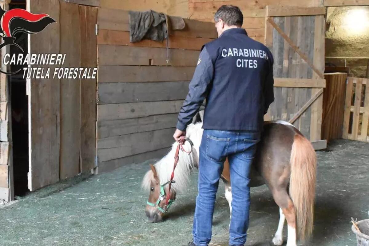 Pony rubato e venduto illegalmente due volte, tre denunciati - 