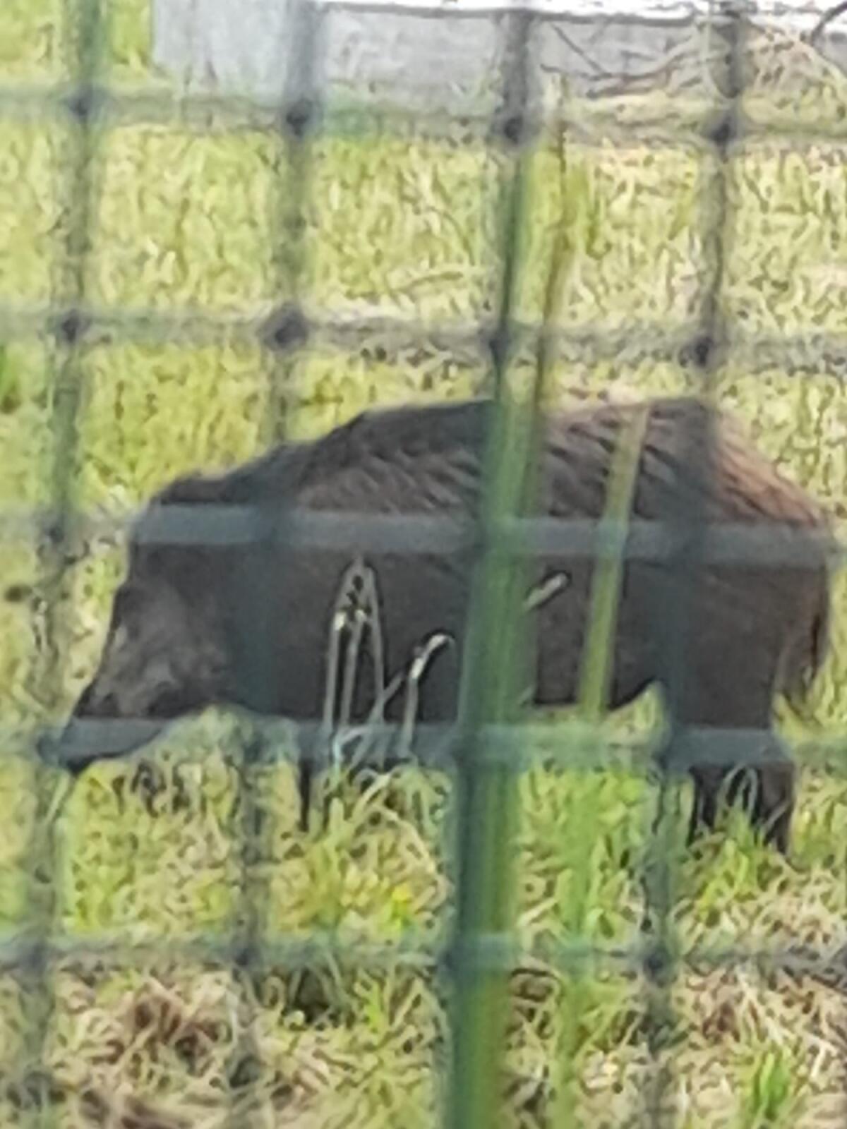 Cervinara. Alla frazione Pirozza cinghali tentano di entrare in un'abitazione - 