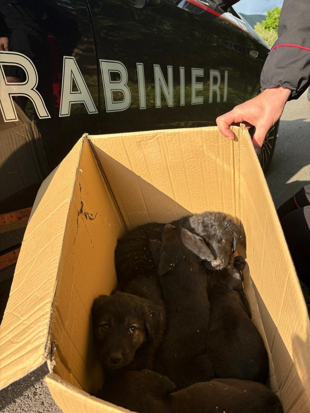 Carabinieri mettono in salvo 6 cuccioli di cane abbandonati in strada - 
