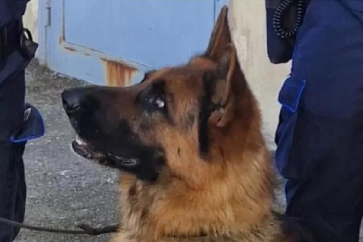 Cane antidroga A-Iron trova 50 grammi di hashish nel carcere di Poggioreale - 