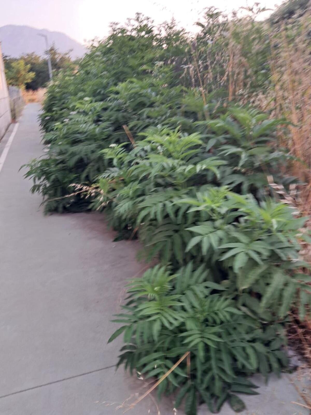 Cervinara. Bisogna obbligare i proprietari a pulire dalle erbacce i fondi che confinano con beni pubblici. - 