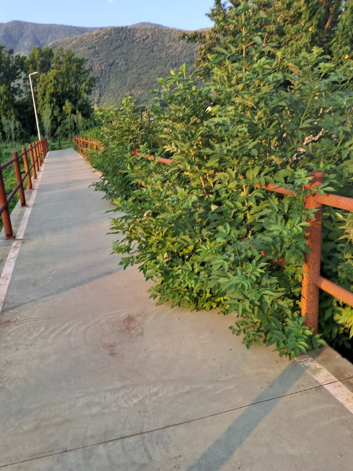 Cervinara. Bisogna obbligare i proprietari a pulire dalle erbacce i fondi che confinano con beni pubblici.