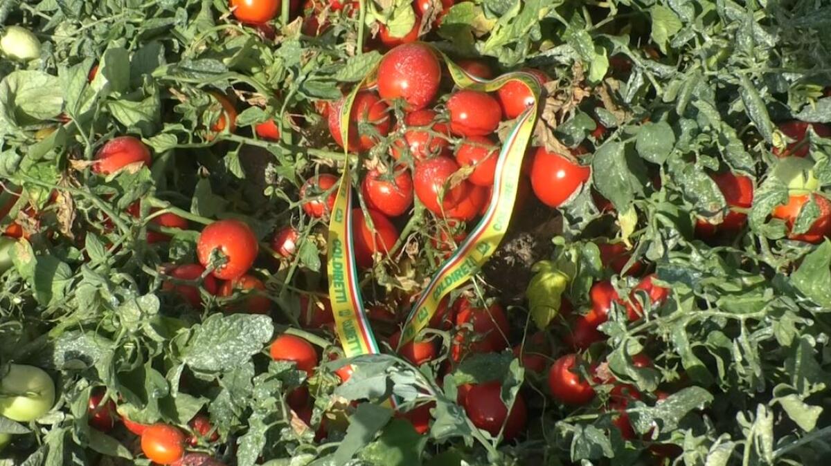 Coldiretti Campania, al via la raccolta di pomodoro: numeri in crescita fra tutte le tipologie. - 