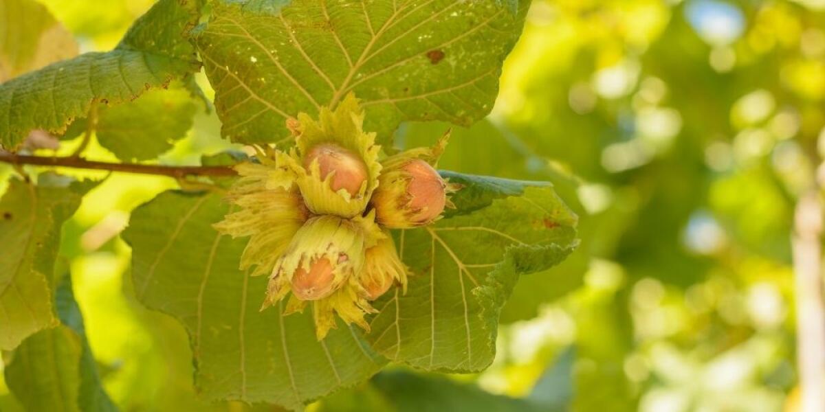 Alaia: condizione drammatica dei noccioleti in Irpinia, regione dichiari lo stato di calamità. - 