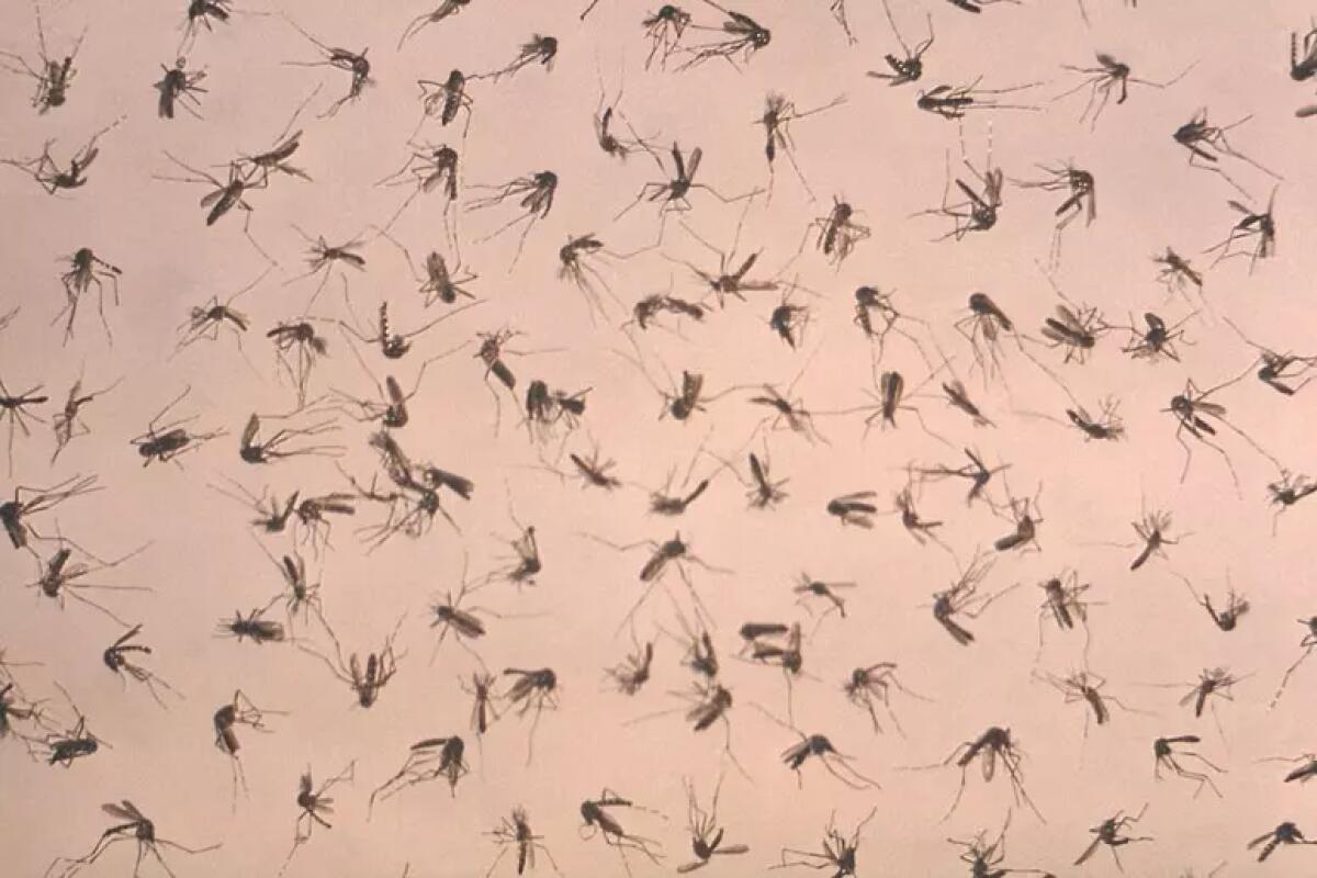 West Nile: un altro morto a Caserta, è l'ottavo in Italia - 