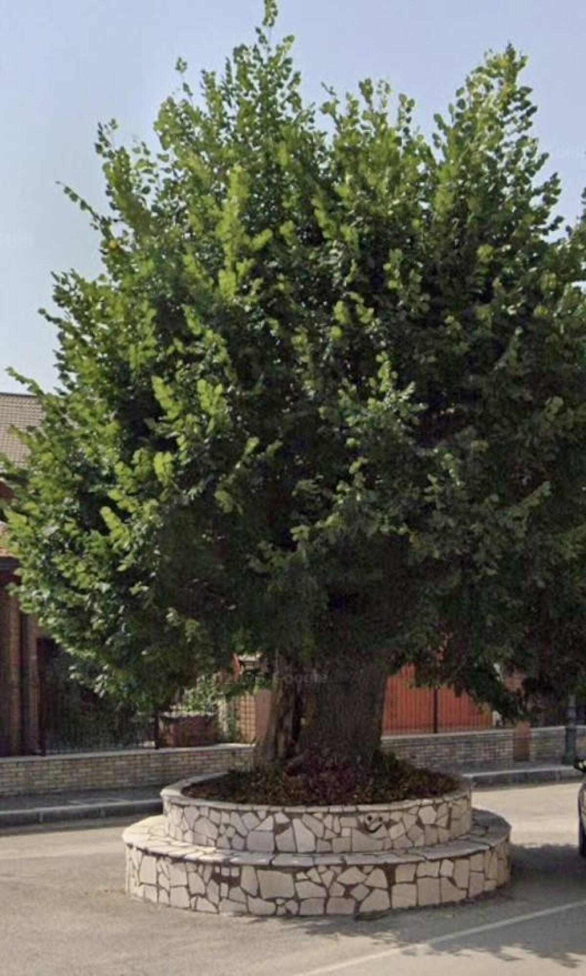 Cervinara. O cadeva il tiglio o cadeva l’Amministrazione - 