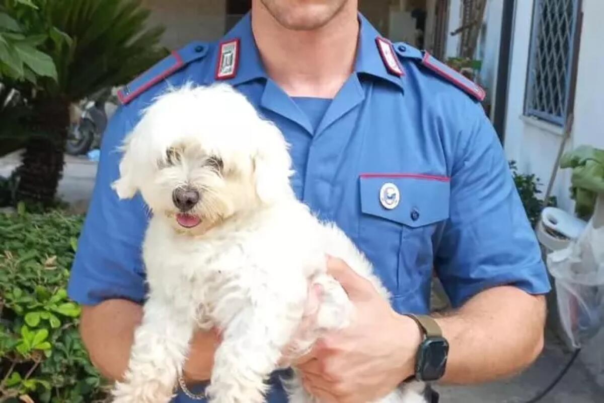 'Se vuoi rivedere il cane prepara 450 euro', arrestato 16enne - 