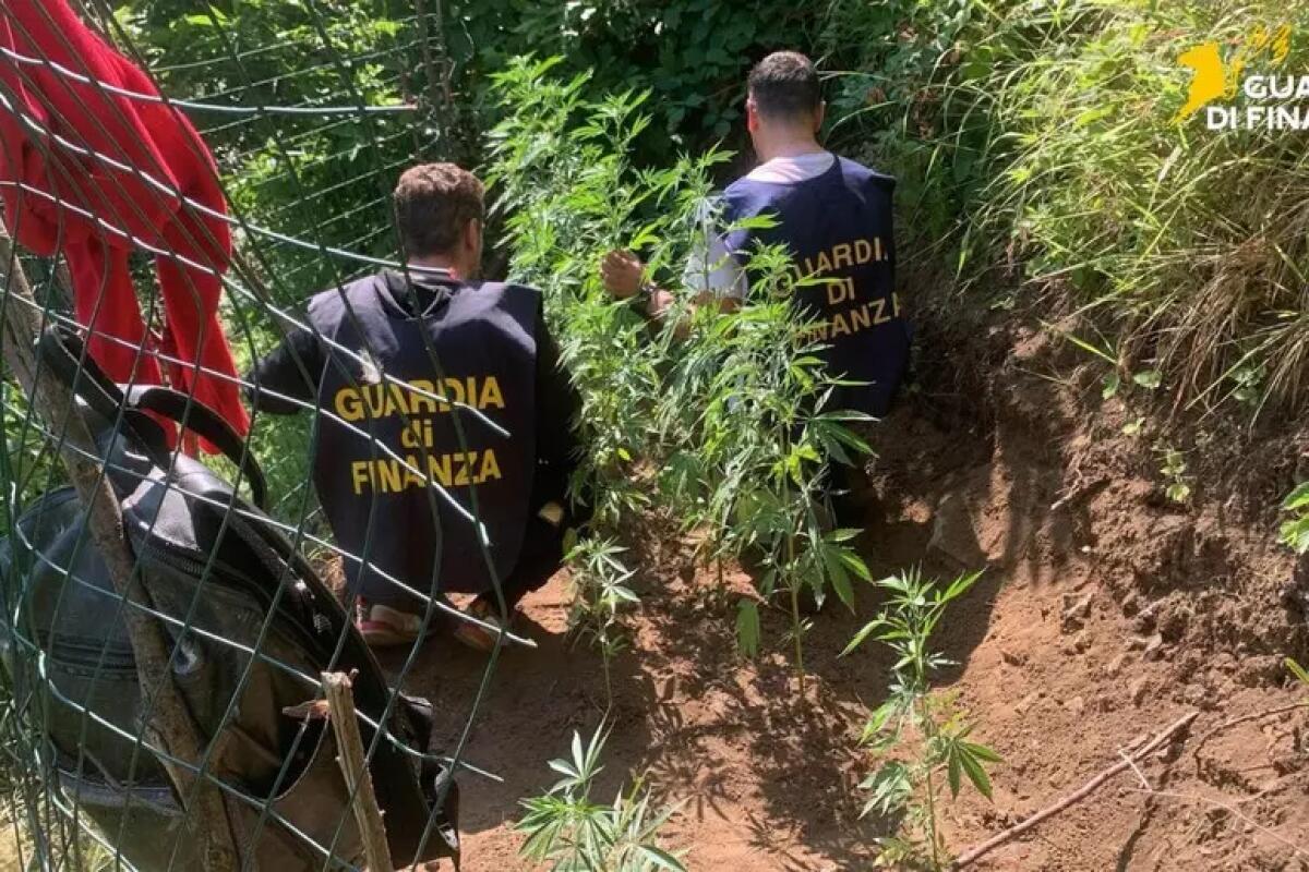 Guardia di finanza sequestra due piantagioni di cannabis - 