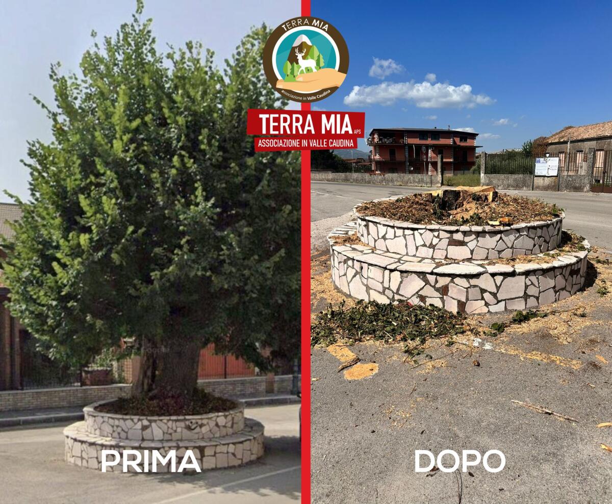 Cervinara.  Terramia: sdegno per l'inaccettabile abbattimento del tiglio secolare di San Potito - 