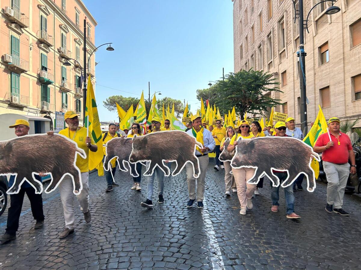 Emergenza cinghiali nel casertano, dal 2 agosto ritorna la caccia di selezione con le Atc. - 