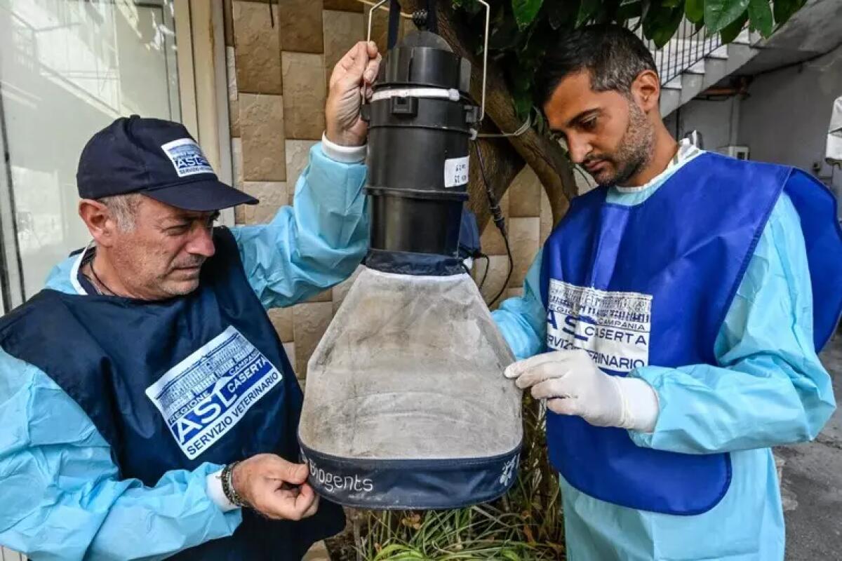 West Nile, in provincia Caserta trappole per monitorare zanzare - 