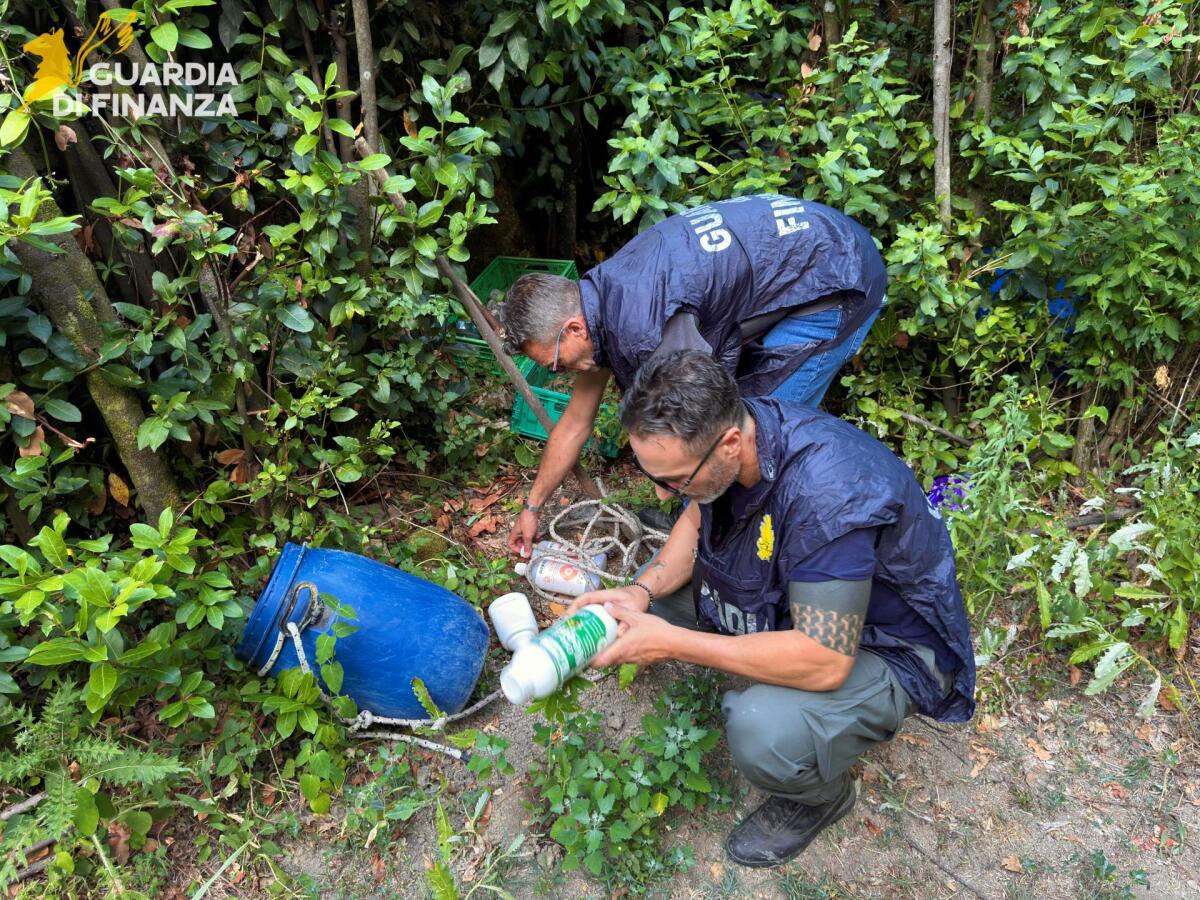 Sequestrata dalla Guardia di Finanza di Avellino una piantagione di marijuana - 