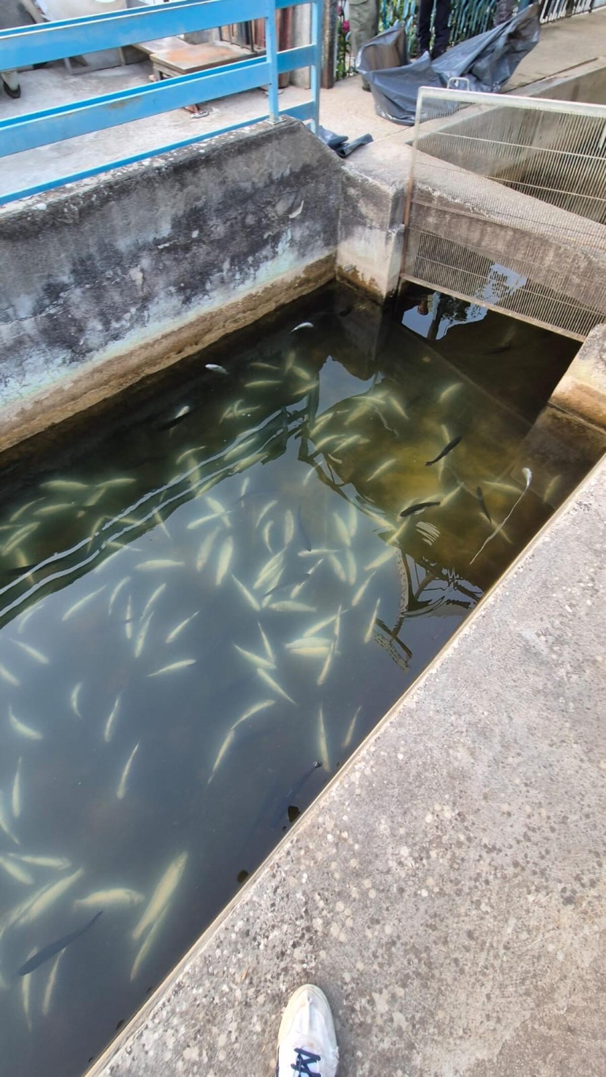 Il falso mistero delle Trote Assassinate per i liquami provenienti da un depuratore nel quale una sola ditta è autorizzata a scaricare. - 