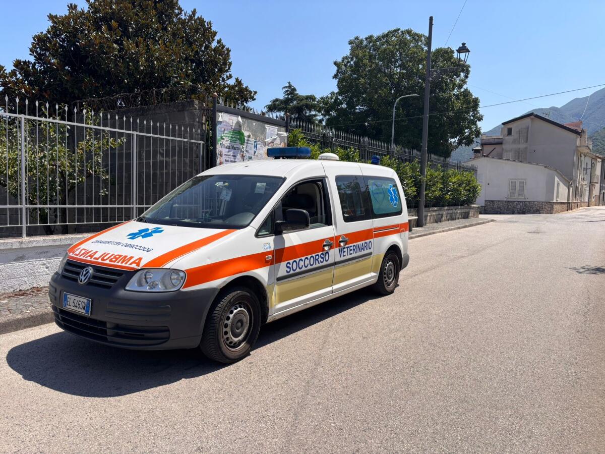 Cervinara. Cittadino Salva Tartaruga Ferita e Dimostra l’Importanza della Solidarietà verso gli Animali - 