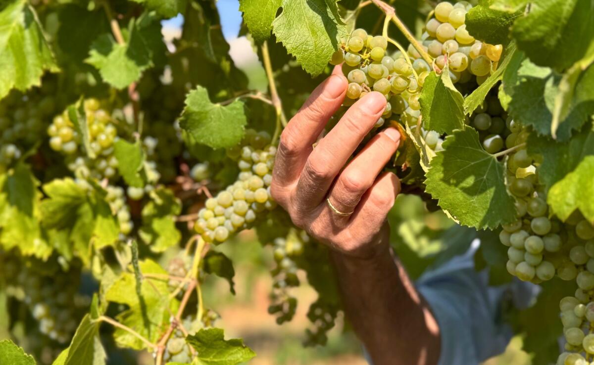 “Intrecci di Vite”: online la campagna fotografica che celebra il territorio - 