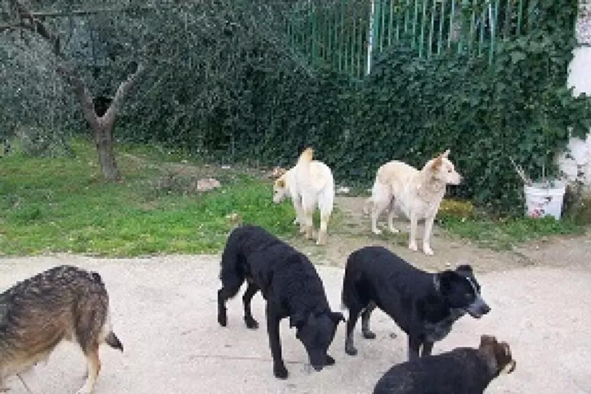 Cani randagi attaccano escursionisti lungo sentieri boschivi. - 