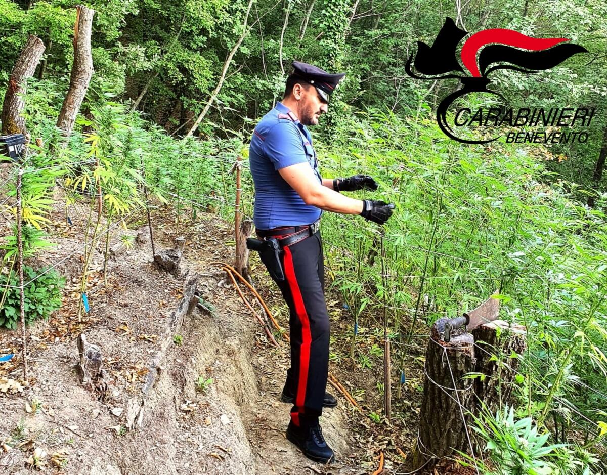 San Giorgio la Molara. Scoperta piantagione di marijuana, due arresti - 