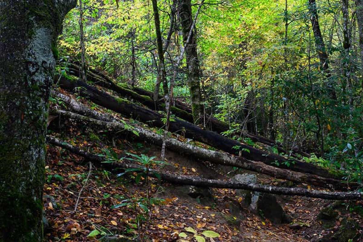Cervinara. A chi tocca ripristinare i sentieri Monte Pizzone e  Cornito-Piano di Lauro? - 