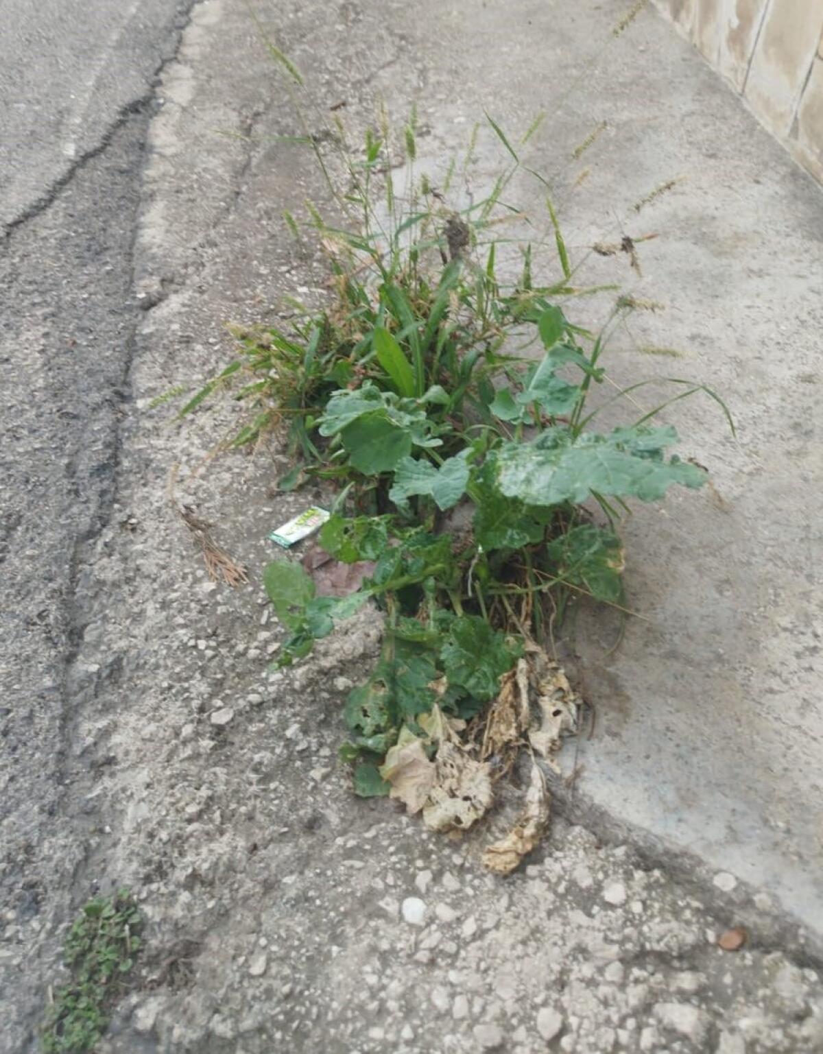 Cervinara. A proposito di strade pulite..... - 