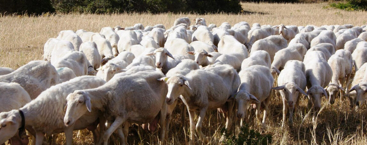 Coldiretti Campania: In arrivo due milioni per affrontare la Blue Tongue. - 