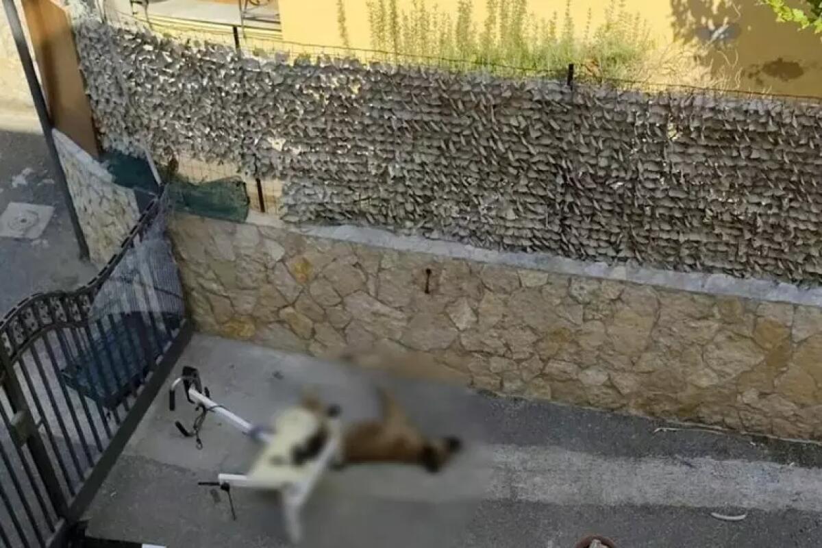 Parte per le vacanze, cane lasciato al sole muore di stenti - 