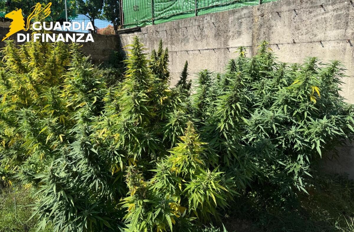 Sequestrata una piantagione di cannabis, arrestate due persone. - 