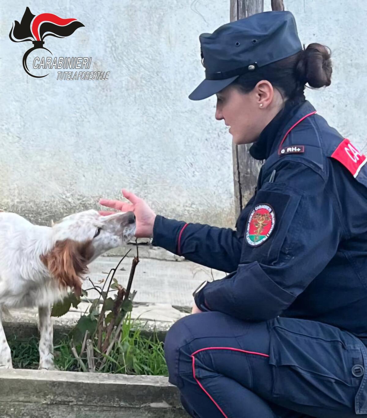 Uccidono tre cani, denunciati un uomo e una donna. Un quarto cane salvato dai Carabinieri. - 