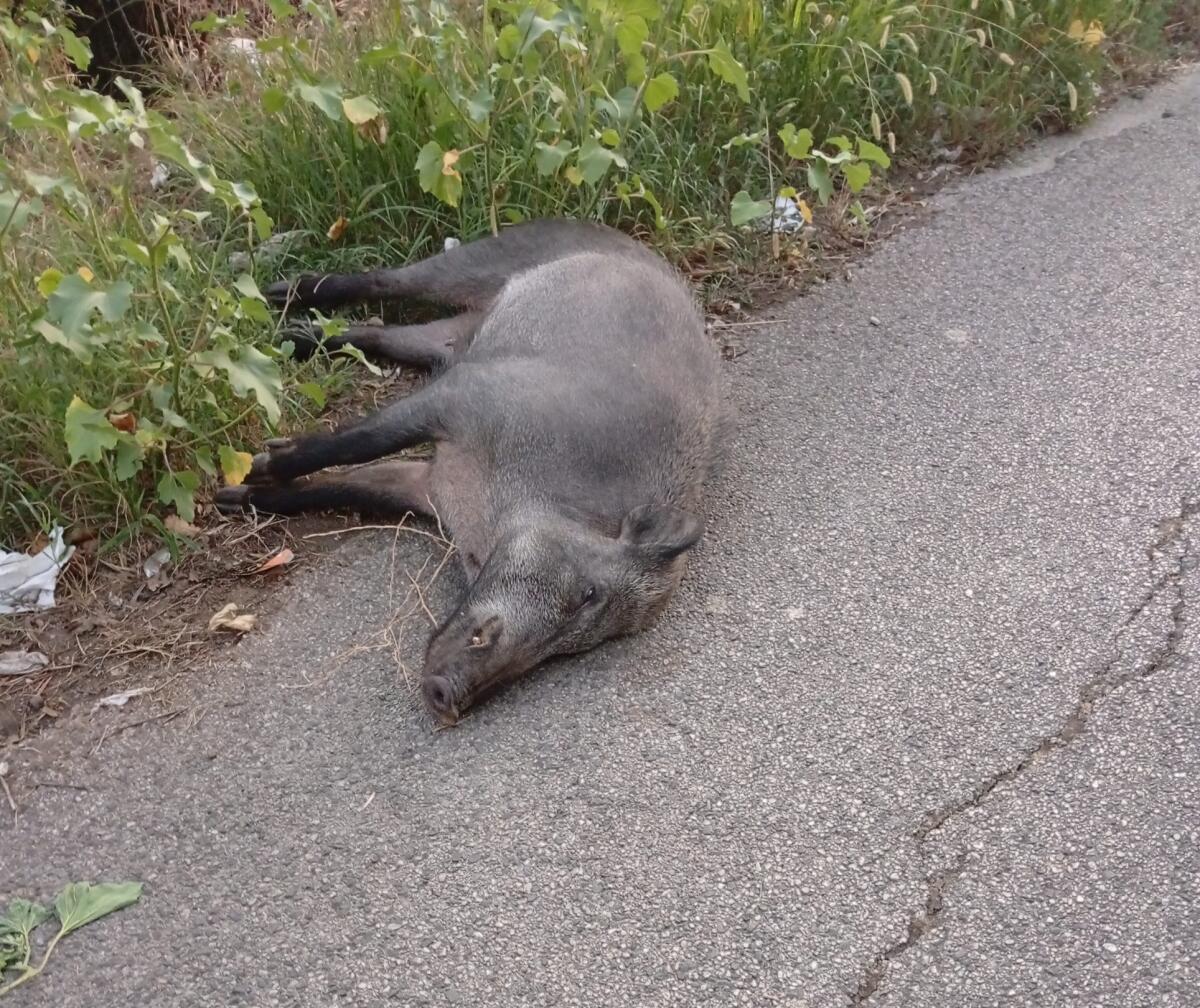 Cervinara. In via Quercino c'è una carcassa di cinghiale, chi deve provvedere allo smaltimento? - 