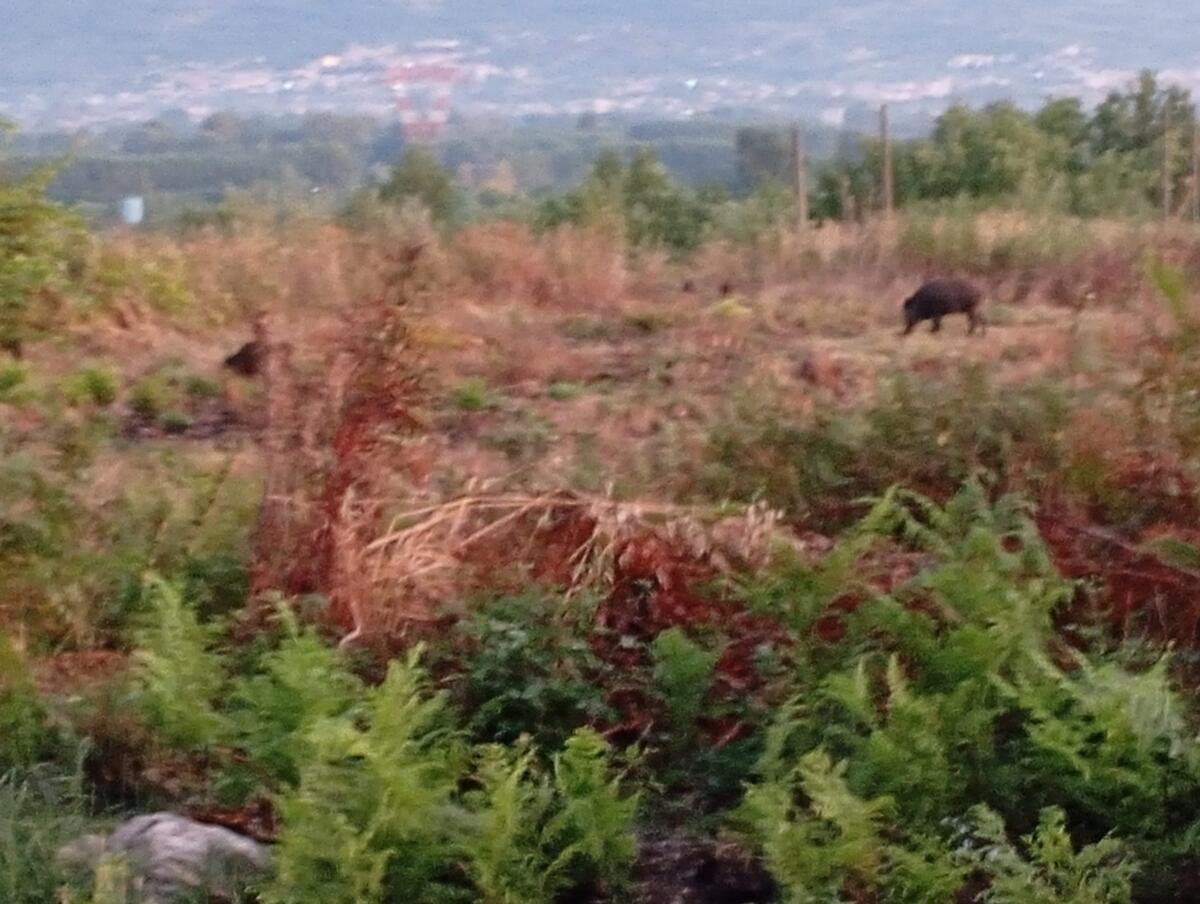 Emergenza cinghiali: Agricoltura in ginocchio, sicurezza a rischio. - 