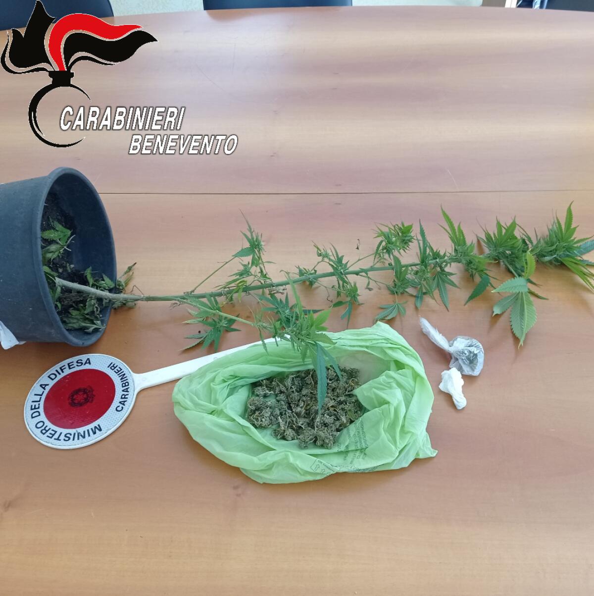 Drgoa nascosta tra case e cortili: blitz dei Carabinieri a San Leucio del Sannio. - 