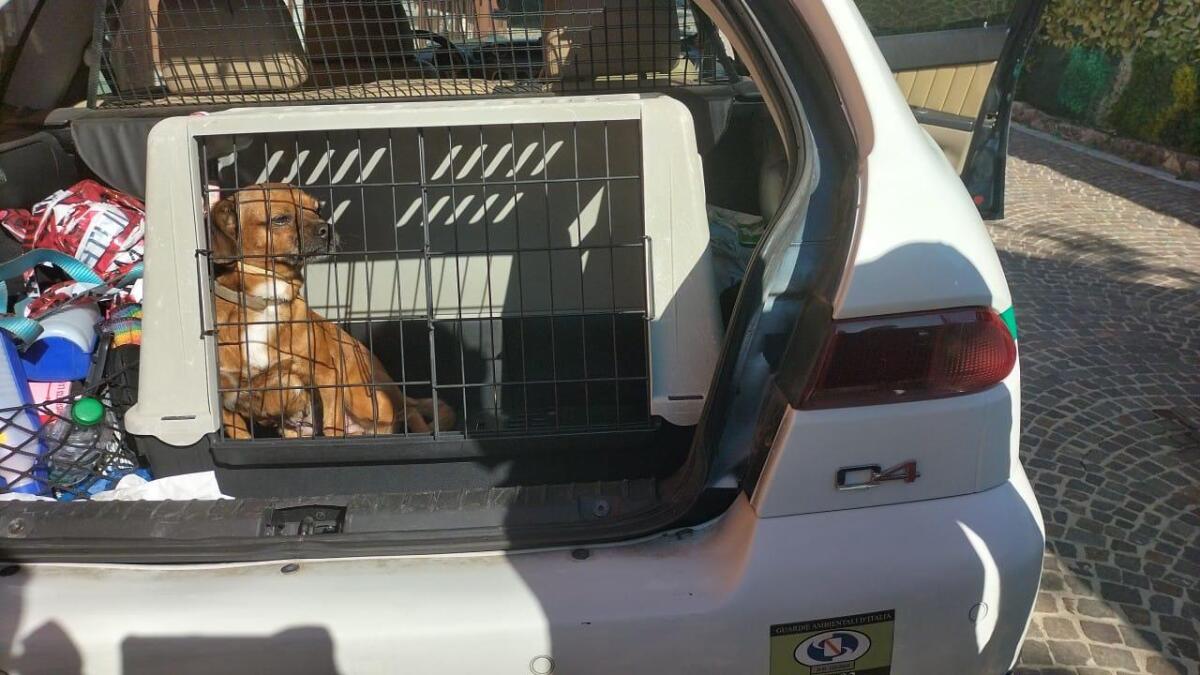 Cagnolino smarrito durante la sagra sindaco e cittadini mobilitati per risalire al proprietario: in mattinata il lieto fine - 