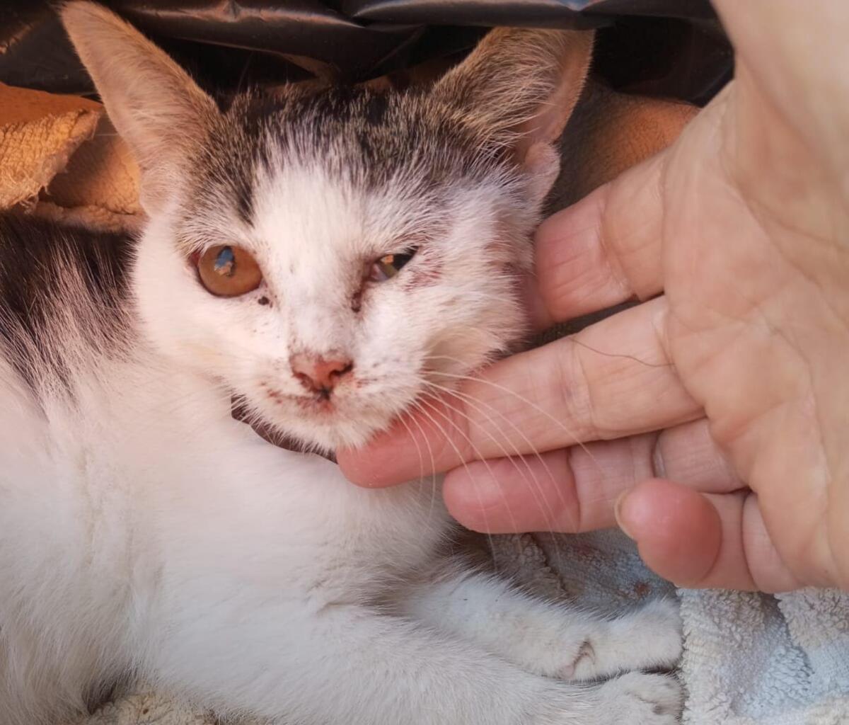 Cervinara. E' morta la gattina lanciata contro il muro da un'auto in corsa. - 