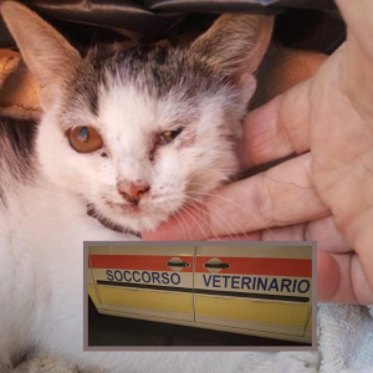 Cervinara. "Chicco" ricoverato nel Centro recupero animali senza padrone. - 