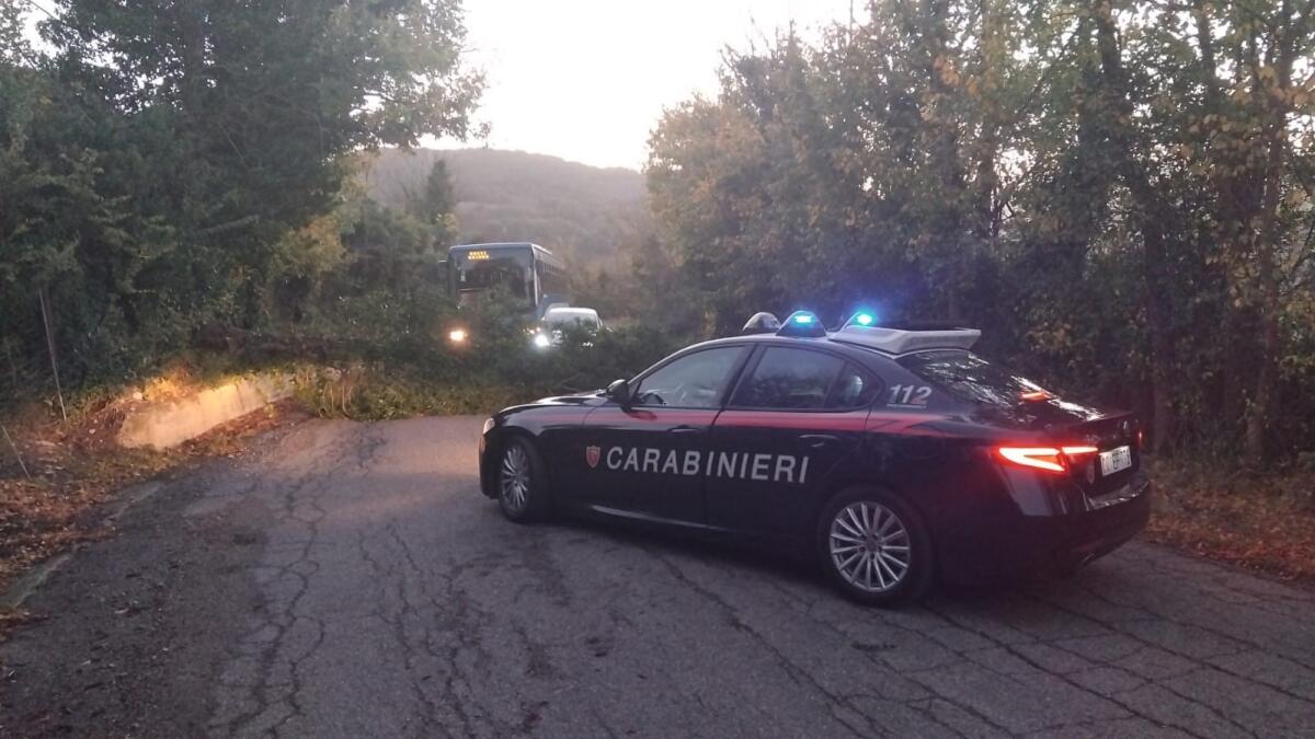 Greci. Interrotta la circolazione sulla Provinciale 58 per la caduta di un albero sulla carreggiata - 