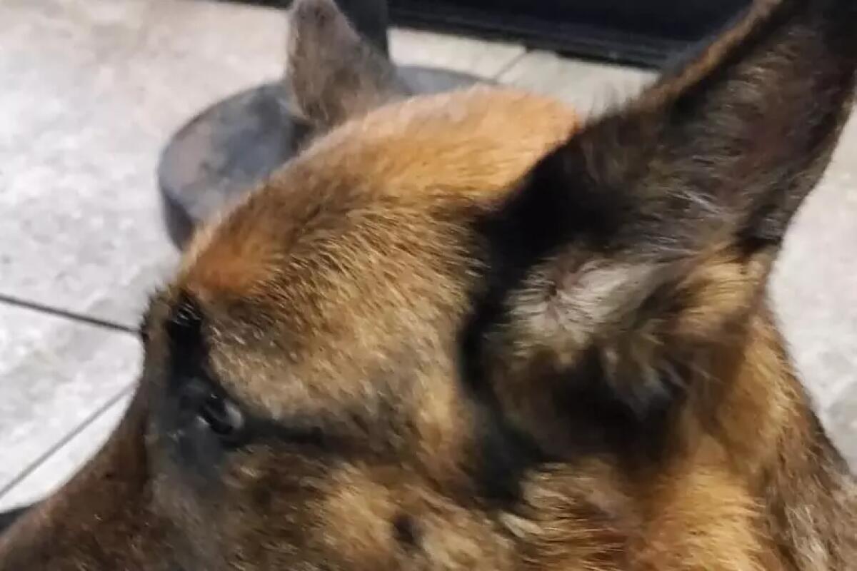 Dog sitter in bici, trascina il cane in catena per 6 km - 