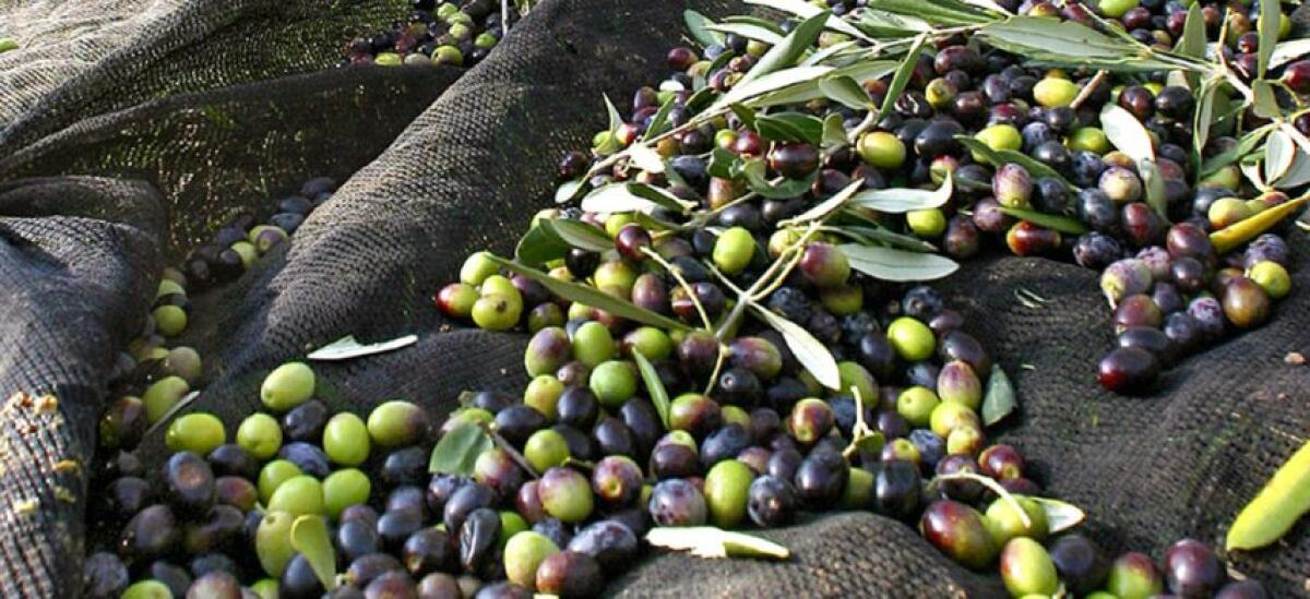 Annata olivicola: l'apertura della campagna preannuncia qualità eccellente e rese nella media. - 