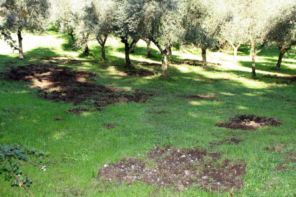 80enne mentre raccoglie le olive aggredito e ferito da un cinghiale - 