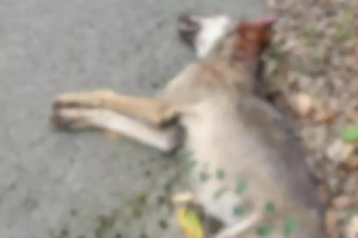 Giovane lupa investita e uccisa nell'Avellinese - 