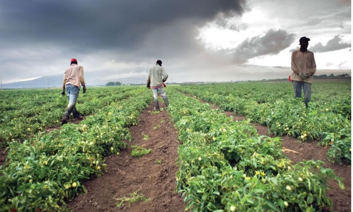 Immigrazione: Dossier 2025 conferma il bisogno di aggiornare le norme e incrementare l'attrattività del settore agricolo - 