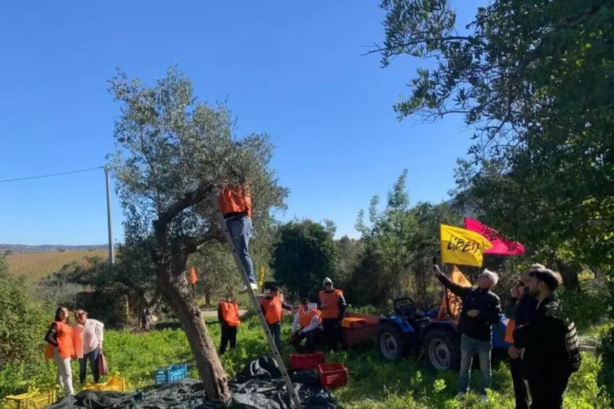 Studenti raccolgono olive su un bene confiscato - 
