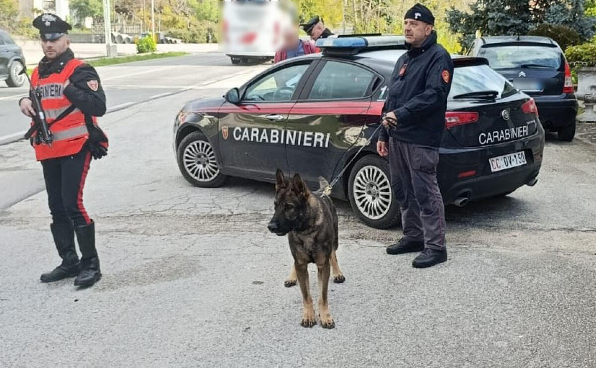  “Luna” il cane Carabiniere affianca i colleghi  durante i controlli nelle serate della movida. - 