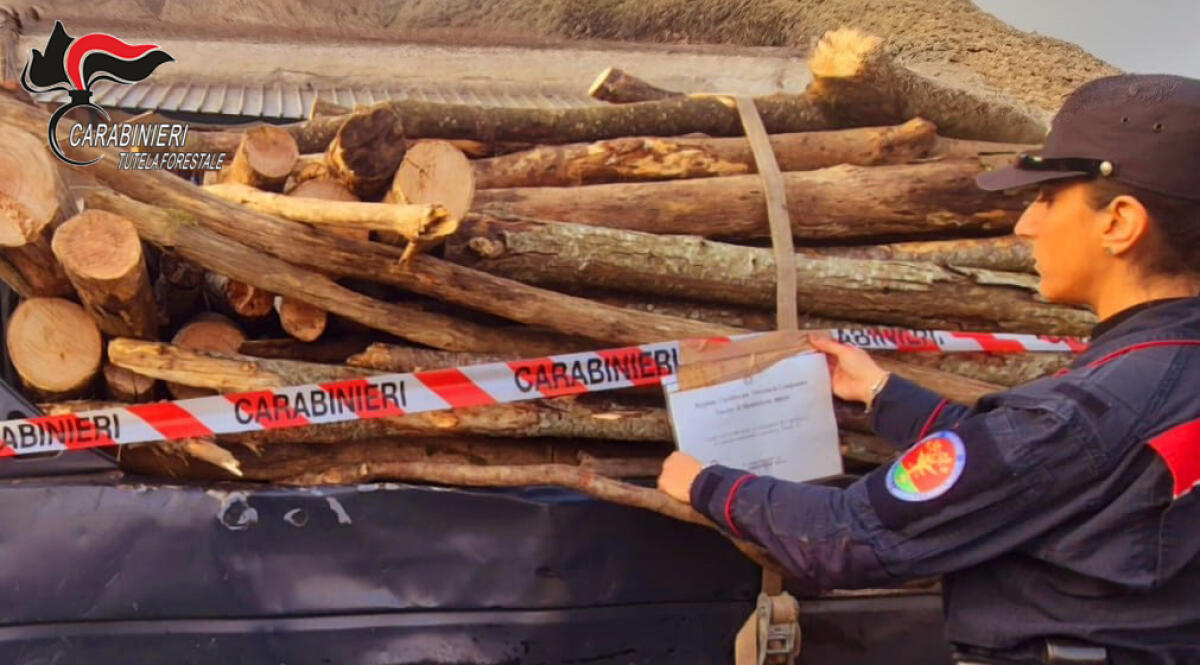 Taglio abusivo di alberi, denunciato dai Carabinieri forestale - 