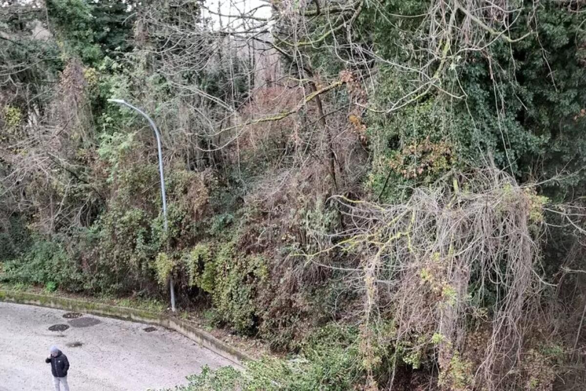 Tragedia sfiorata ad Avellino, grossi rami travolgono tre auto - 