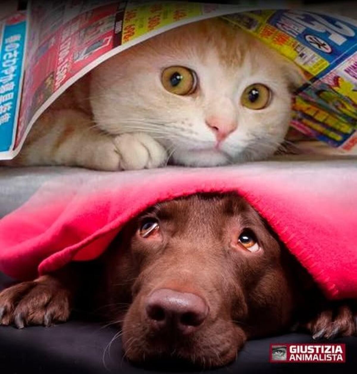 Ogni anno muoiono migliaia di animali per i botti di Capodanno. Diciamo Basta! - 